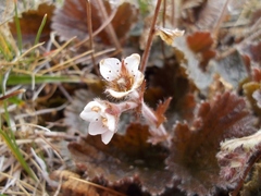 Geum cockaynei
