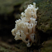 Artomyces pyxidatus - Photo (c) Max Mudie, μερικά δικαιώματα διατηρούνται (CC BY-NC), uploaded by Max Mudie