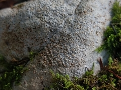 Petractis clausa