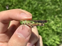 Aiolopus thalassinus tamulus