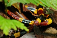 Micrurus mosquitensis