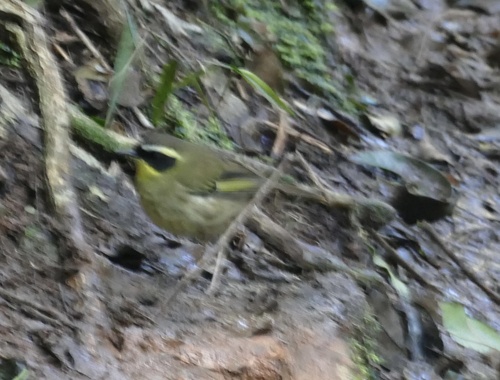 Yellow-throated Scrubwren (Neosericornis citreogularis), photo 8