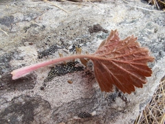 Geum cockaynei