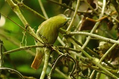 Thamnistes anabatinus