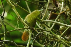 Thamnistes anabatinus