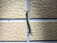 Scolopendra japonica