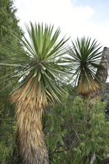 Yucca carnerosana