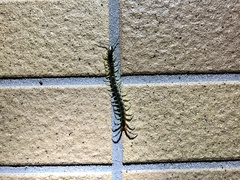 Scolopendra japonica