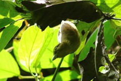 Thamnistes anabatinus