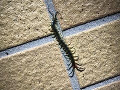 Scolopendra japonica