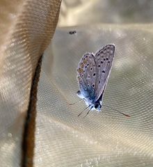 Polyommatus icarus