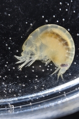 Anonyx nugax