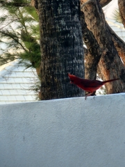 Cardinalis cardinalis
