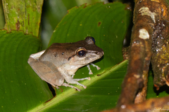 Craugastor crassidigitus