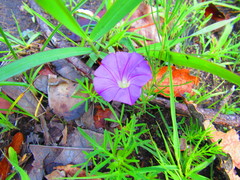 Ipomoea capillacea