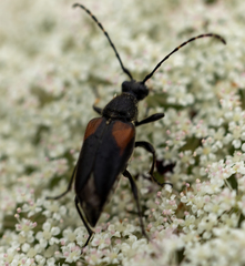 Brachyleptura