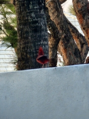 Cardinalis cardinalis