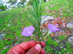 Ipomoea capillacea