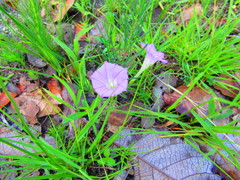 Ipomoea capillacea