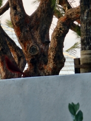 Cardinalis cardinalis