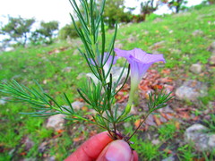 Ipomoea capillacea