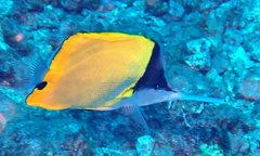 Forcipiger longirostris