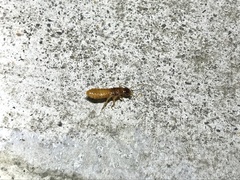Coptotermes formosanus