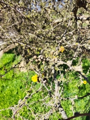 Vachellia caven