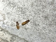 Coptotermes formosanus