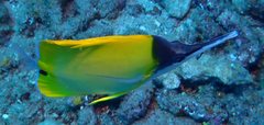 Forcipiger longirostris