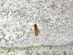 Coptotermes formosanus