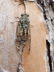 Cicada orni