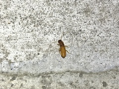 Coptotermes formosanus