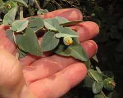 Abutilon austro-africanum