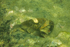 Etisus laevimanus