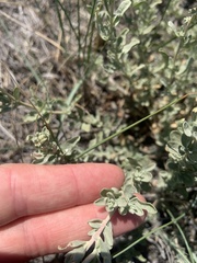 Atriplex nuttallii