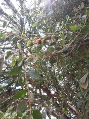 Sideroxylon altamiranoi