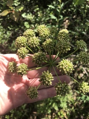 Cnidium cnidiifolium