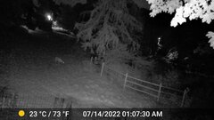 Odocoileus virginianus