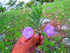 Ipomoea capillacea