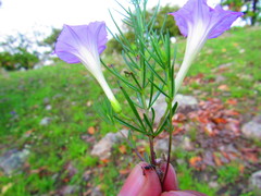 Ipomoea capillacea