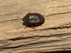 Diolcus chrysorrhoeus