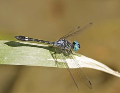 Micrathyria occipita