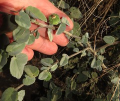 Abutilon austro-africanum