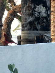 Cardinalis cardinalis