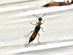 Paederus fuscipes