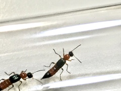 Paederus fuscipes