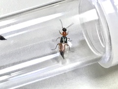 Paederus fuscipes