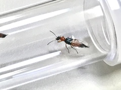 Paederus fuscipes