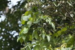 Cissus elongata
